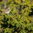 Pipit farlouse